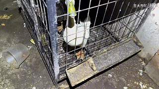 大齐赶海，又是出大货的一天