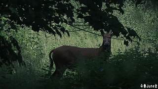 帝国时代4战役剧情