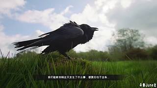 帝国时代4战役剧情