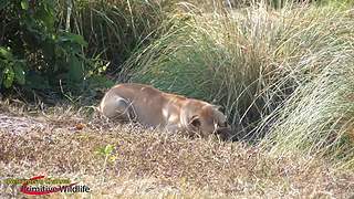 欢乐猴群纪录片