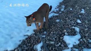 一只和人类共同生活了8年的美洲狮