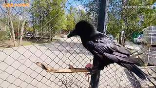 直接把狮子推下水！俄罗斯饲养员太勇敢了