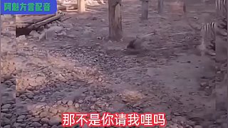 阿魁方言配音的直播间