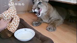 一只和人类共同生活了8年的美洲狮