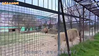 直接把狮子推下水！俄罗斯饲养员太勇敢了