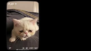 输入瑟福王（sfw）激励主播