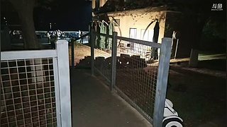 双倍亲密度 11177