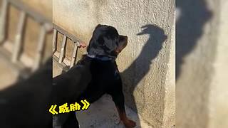 唉呀妈呀！笑抽抽了！