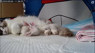 布偶宝宝出生第三天！快来萌化你！