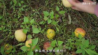 滇西小哥的美食视频