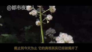 扑朔迷离的案件里隐藏着什么？