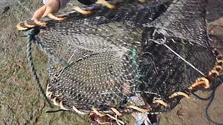 渔妹带你来赶海，来看有没有你没见过的