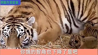 阿魁方言配音的直播间