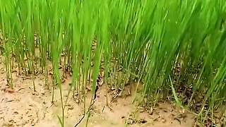 全小哥野外建造