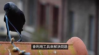 老高与小茉的睡前科普（持续更新中）