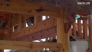 滇西小哥的美食视频