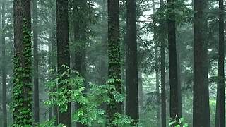 失眠的时候听听下雨的声音吧