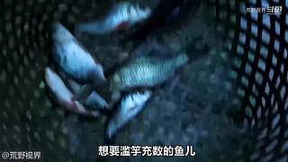 越南小哥的丛林生活