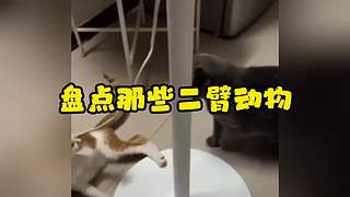 唉呀妈呀！笑抽抽了！