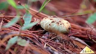 滇西小哥的美食视频