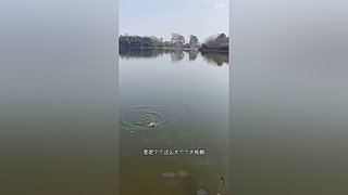 亮gnailux的直播间