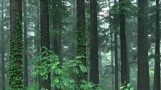 失眠的时候听听下雨的声音吧