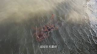 渔妹带你来赶海，来看有没有你没见过的