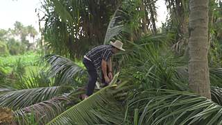 你的海南军阀给你带来最地道的赶海