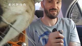 一只和人类共同生活了8年的美洲狮