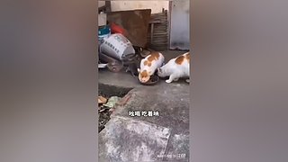 星球大战前线2玩玩看。