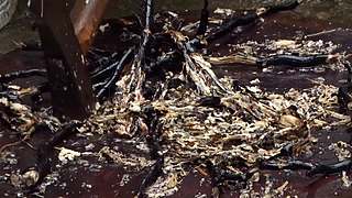 乡土记食的直播间