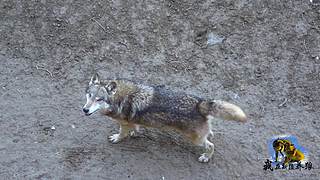 【狼王出没】欢迎围观我的新疆养狼日常！