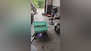 蜈蚣岭抓获猛人