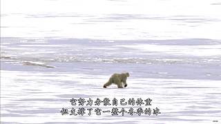 [大自然纪录片]轮播