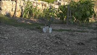猫步走世界，萌宠24小时轮播