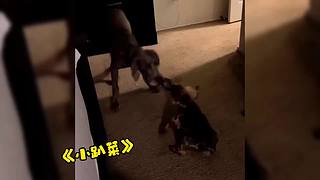 唉呀妈呀！笑抽抽了！