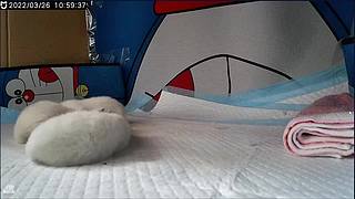 布偶宝宝出生第三天！快来萌化你！