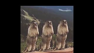 【皮特】前方高能，小心剧透！