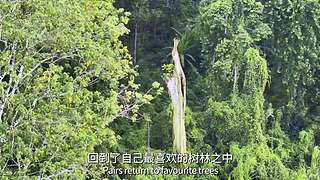 [大自然纪录片]轮播