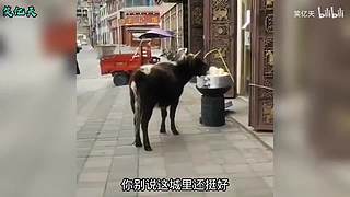 搞笑天堂岛