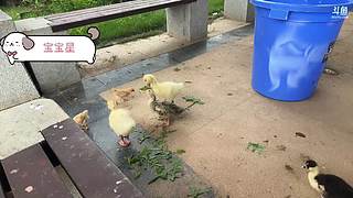 汽水小羊羊上线啦～