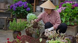 滇西小哥的美食视频