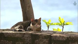 猫步走世界，萌宠24小时轮播