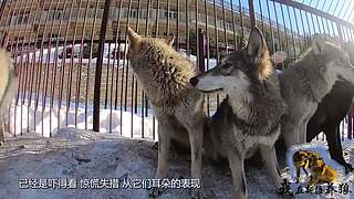 【狼王出没】欢迎围观我的新疆养狼日常！