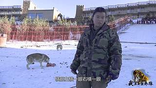 【狼王出没】欢迎围观我的新疆养狼日常！