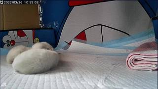 布偶宝宝出生第三天！快来萌化你！