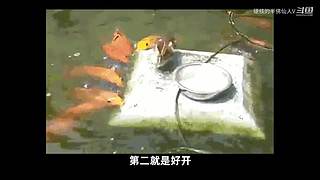 我看诸君皆装X，料诸君看我应如是