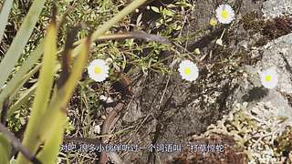 你的海南军阀给你带来最地道的赶海
