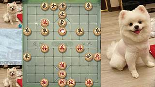 5月29日晚间直播中，象棋嗨翻天