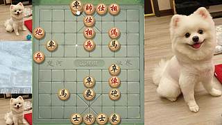 5月29日晚间直播中，象棋嗨翻天